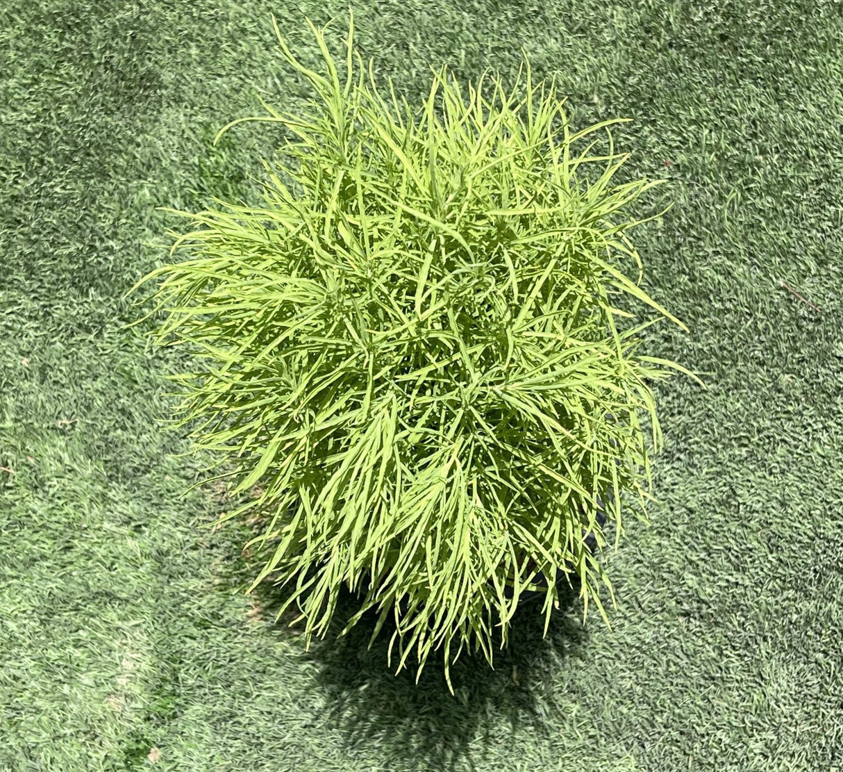 Kochia "summer cypress" 35-50 cm