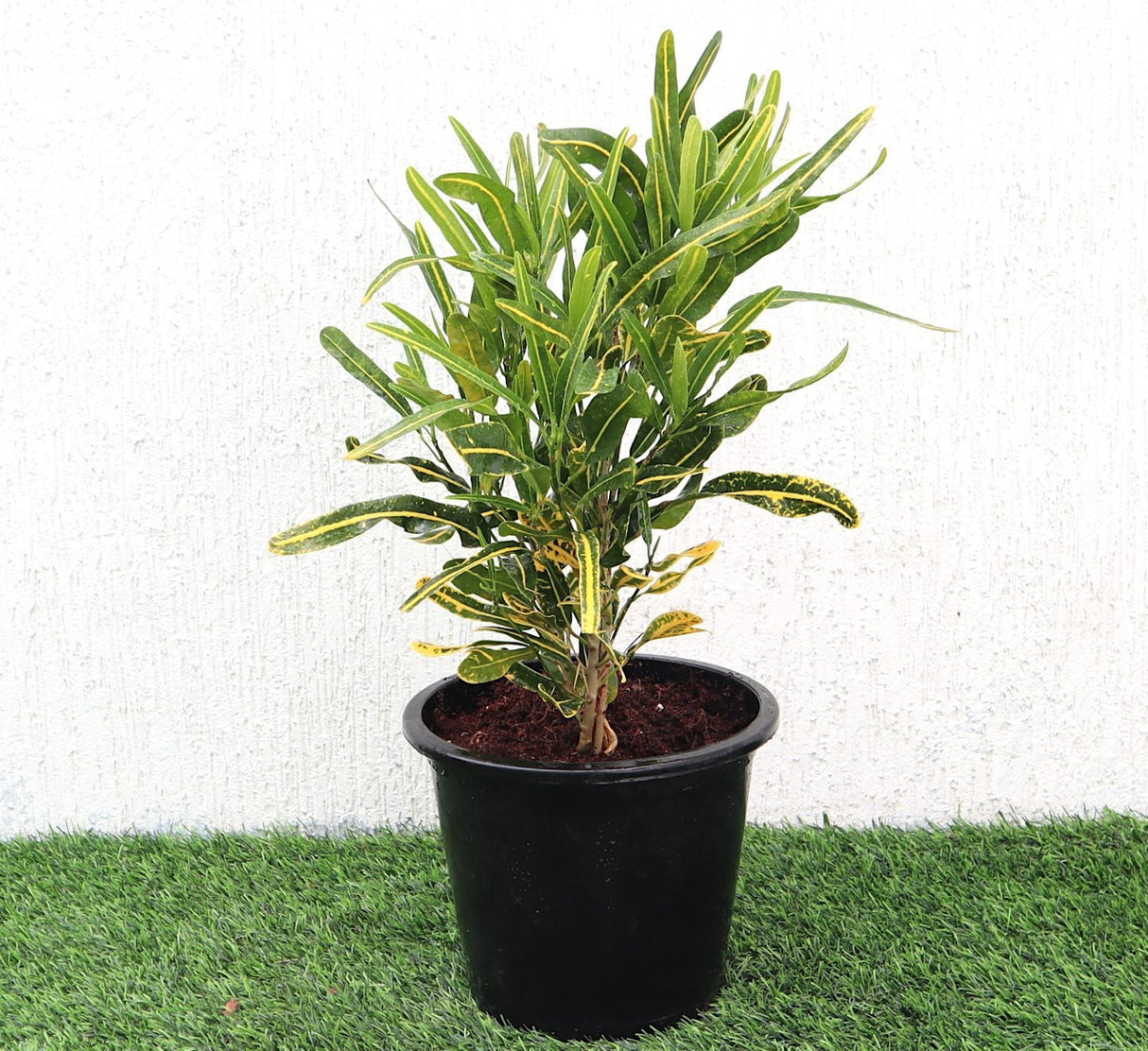 Croton Banana Yellow Plant "Indoor & Outdoor" 6ltr pot