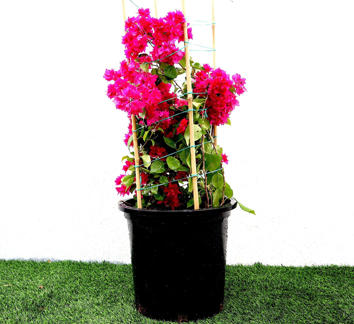 Bougainvillea Double Flower "Red" 0.5-0.6m