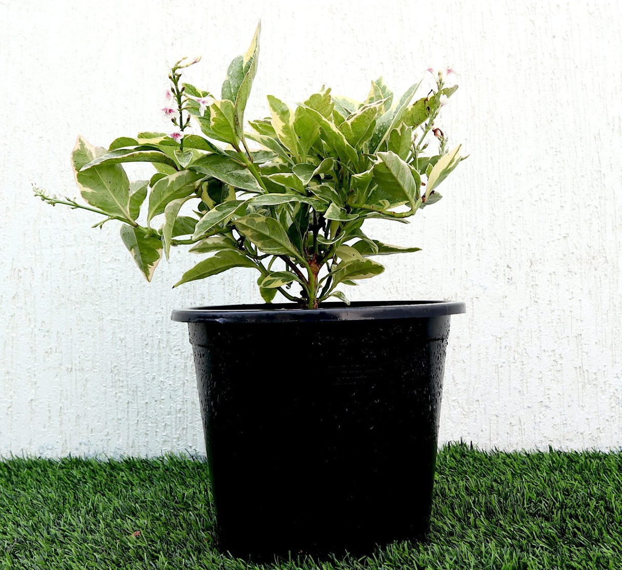 Eranthemum Variegated "Pseuderanthemum" 6Ltr pot