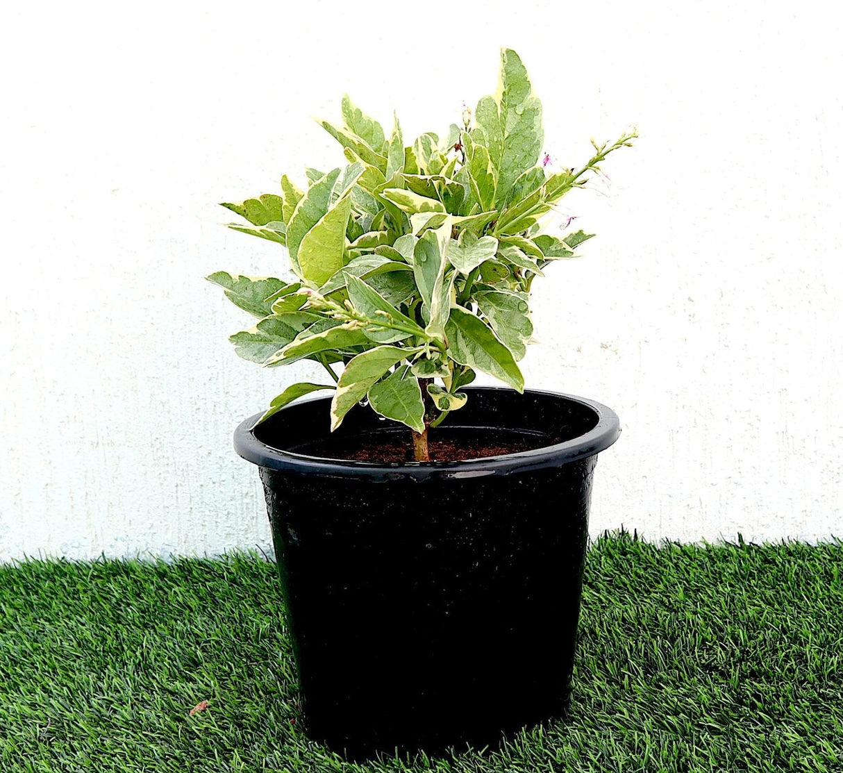 Eranthemum Variegated "Pseuderanthemum" 6Ltr pot