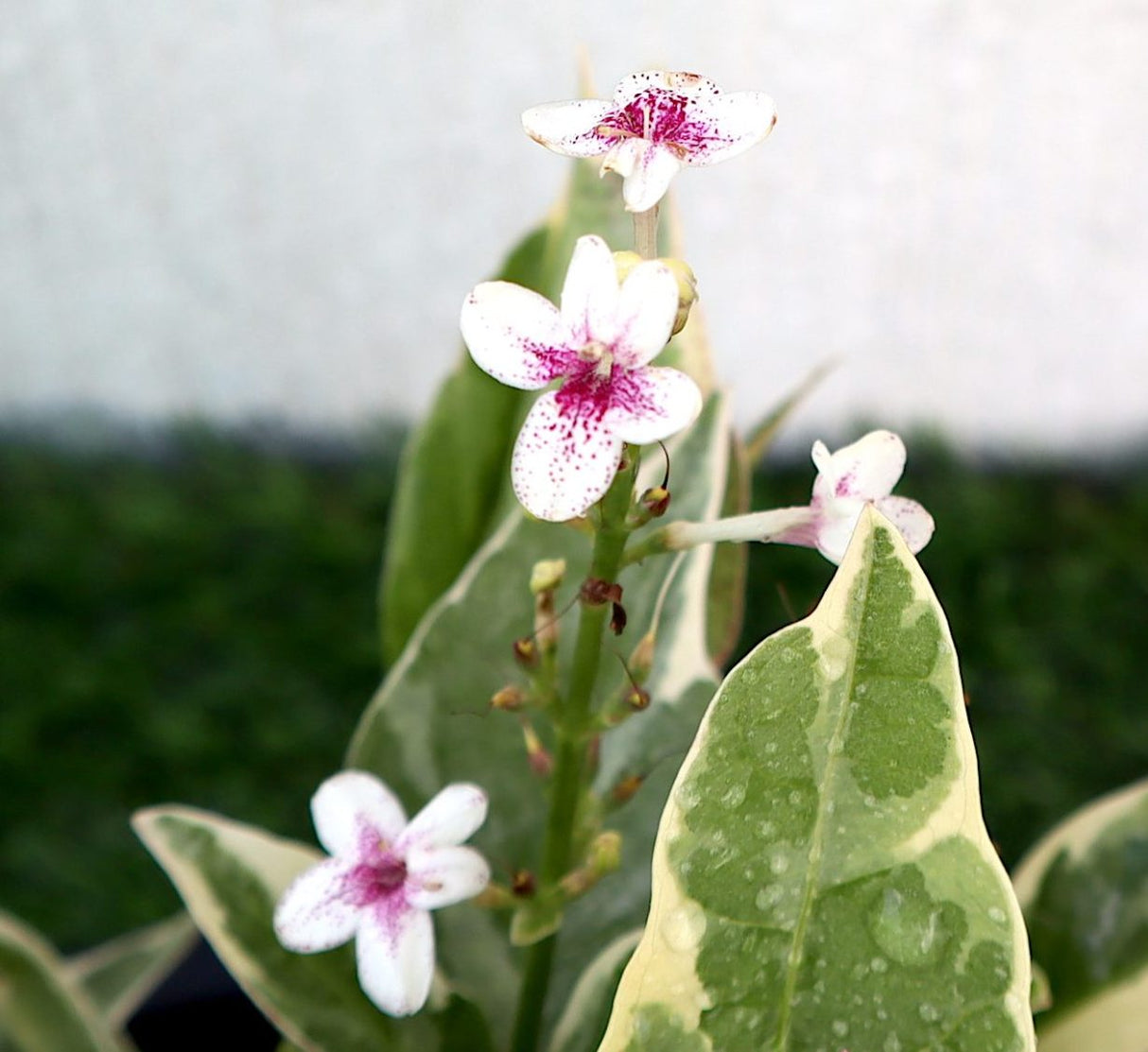 Eranthemum Variegated "Pseuderanthemum" 6Ltr pot