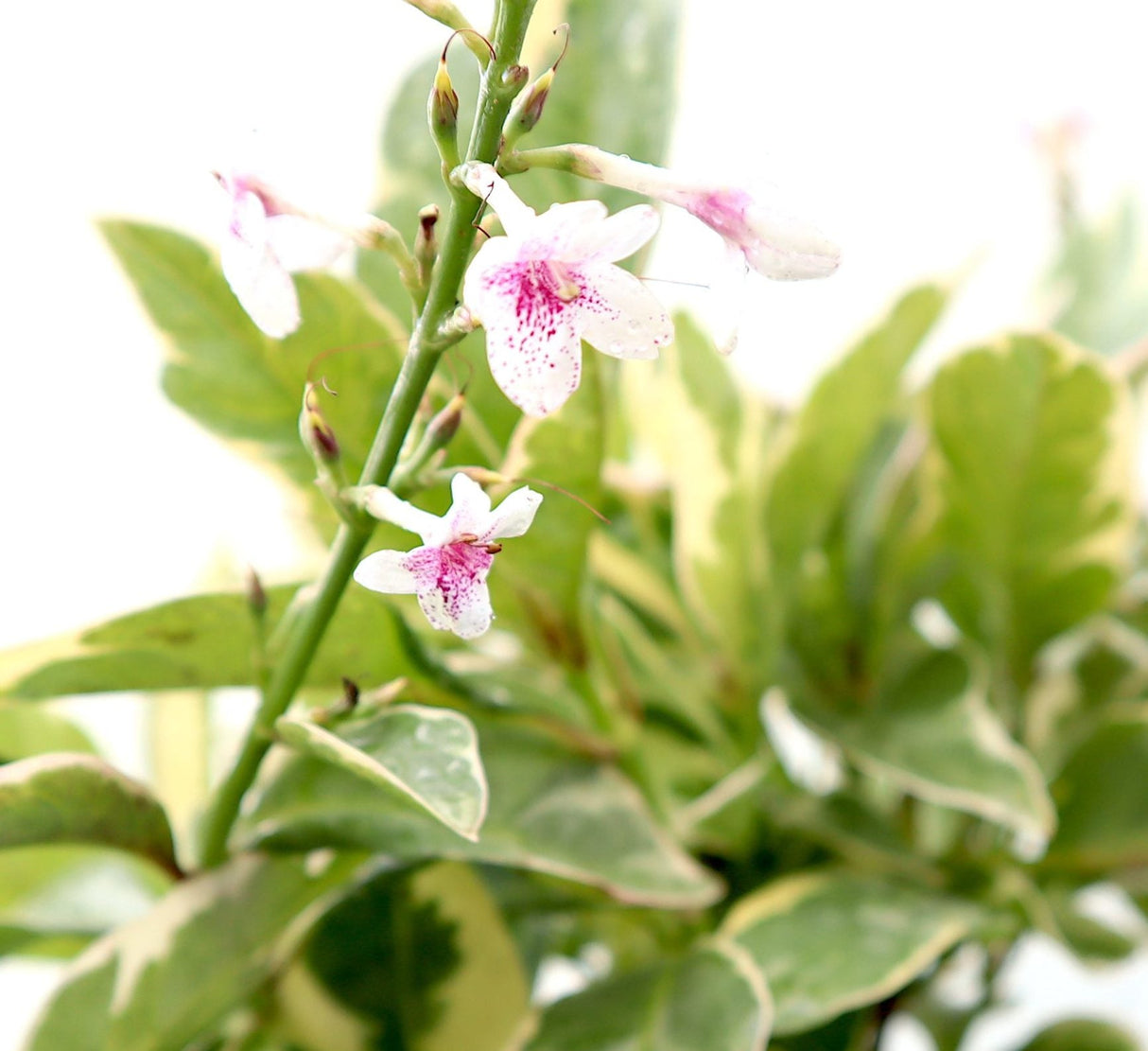 Eranthemum Variegated "Pseuderanthemum" 6Ltr pot