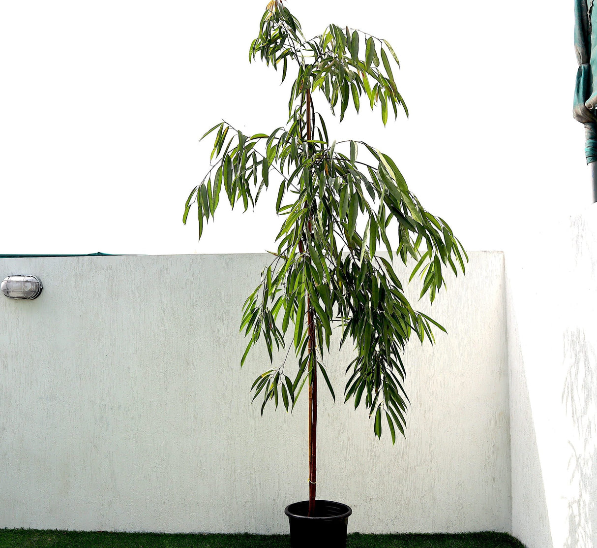 Ficus Amstel King 1.8-2.0m