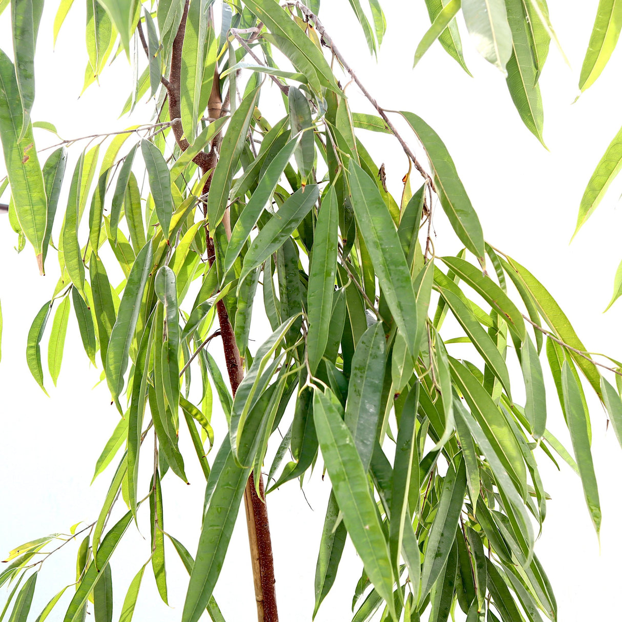 Ficus Amstel King 1.8-2.0m