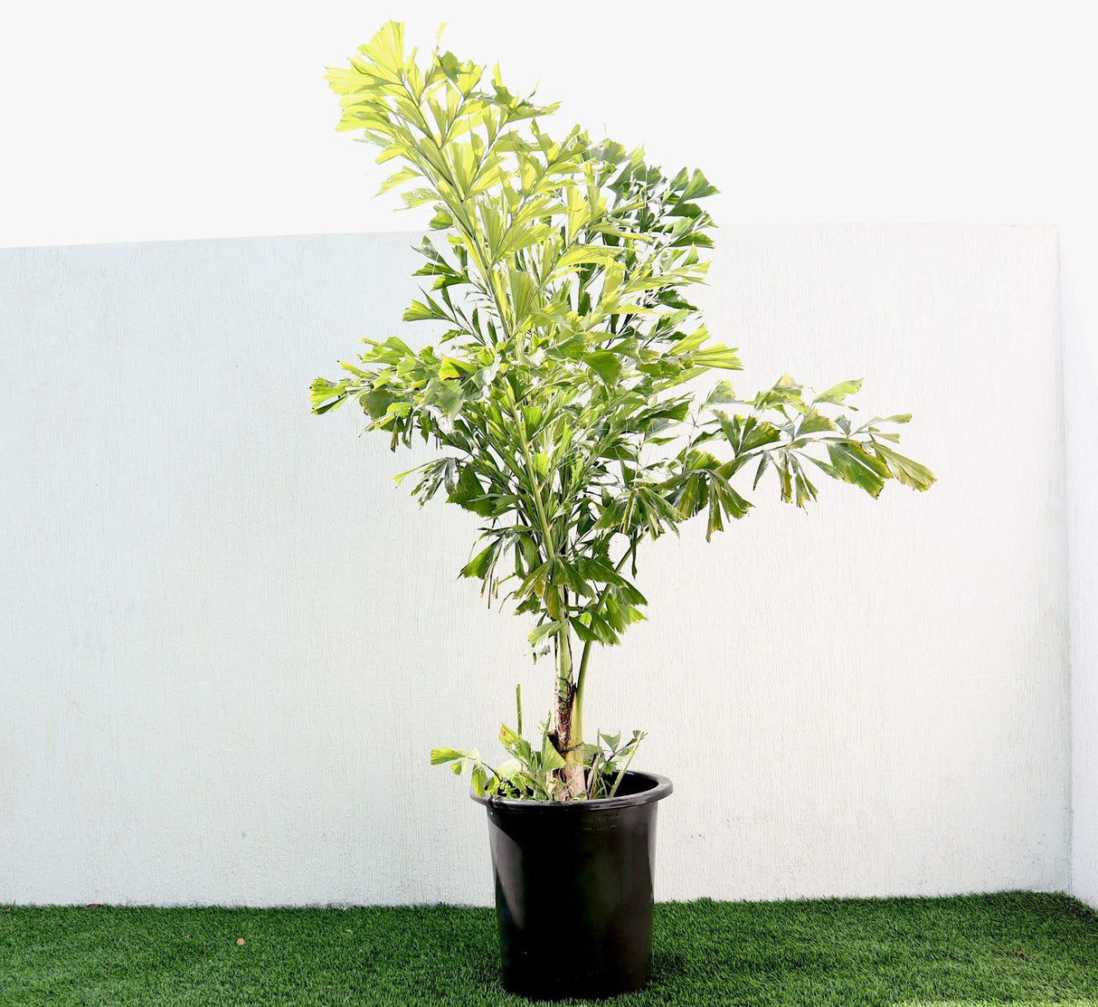 Caryota mitis "Fishtail palm" نخيل ذيل السمكة