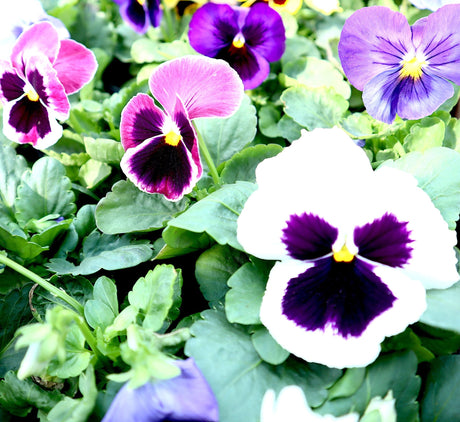 Pansy "Hanging" Mix flowers
