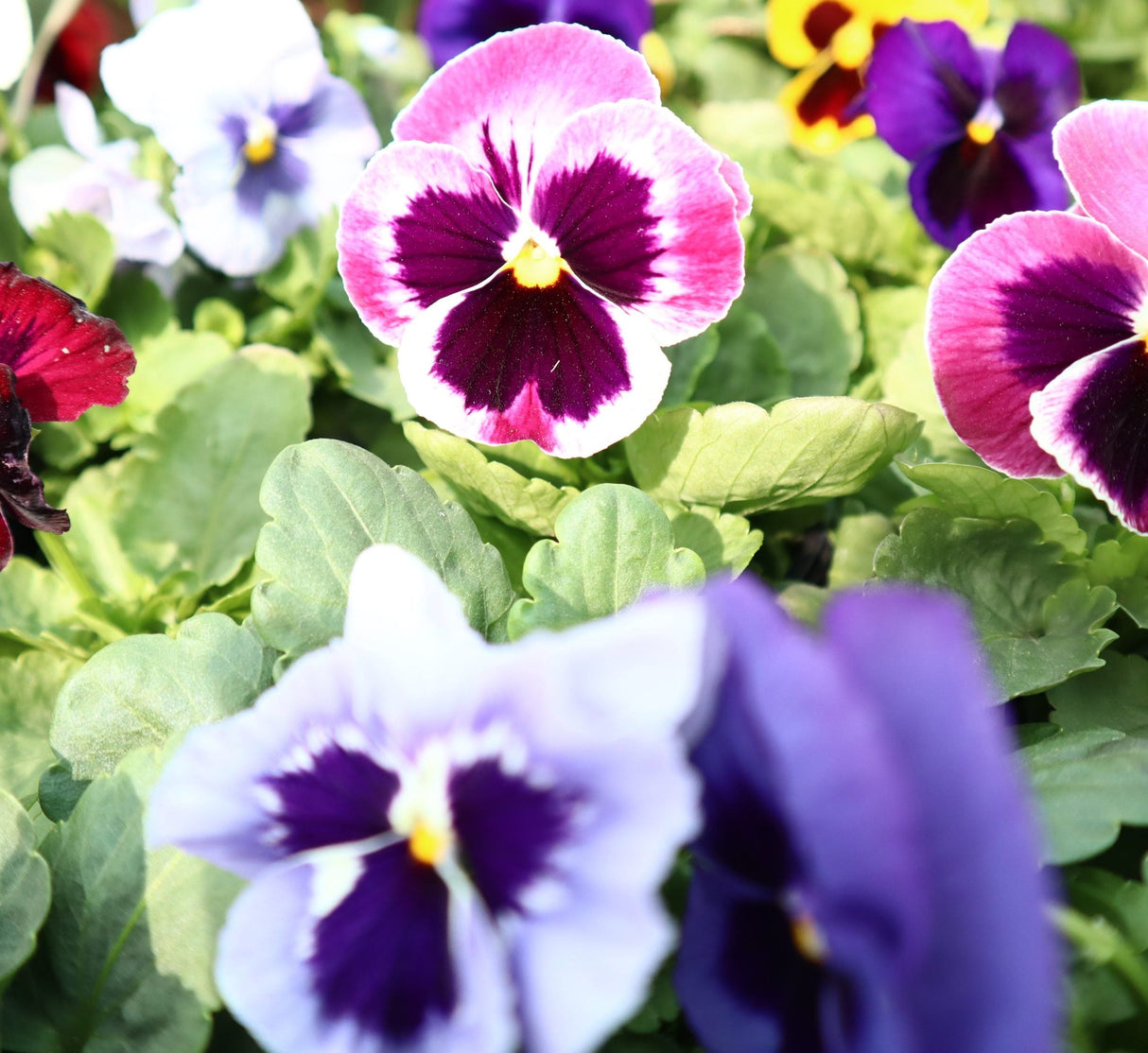 Pansy "Hanging" Mix flowers