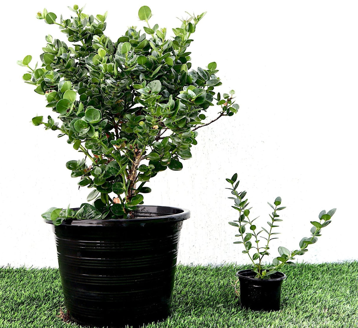 Carissa grandiflora "Prostrata Natal Plum"