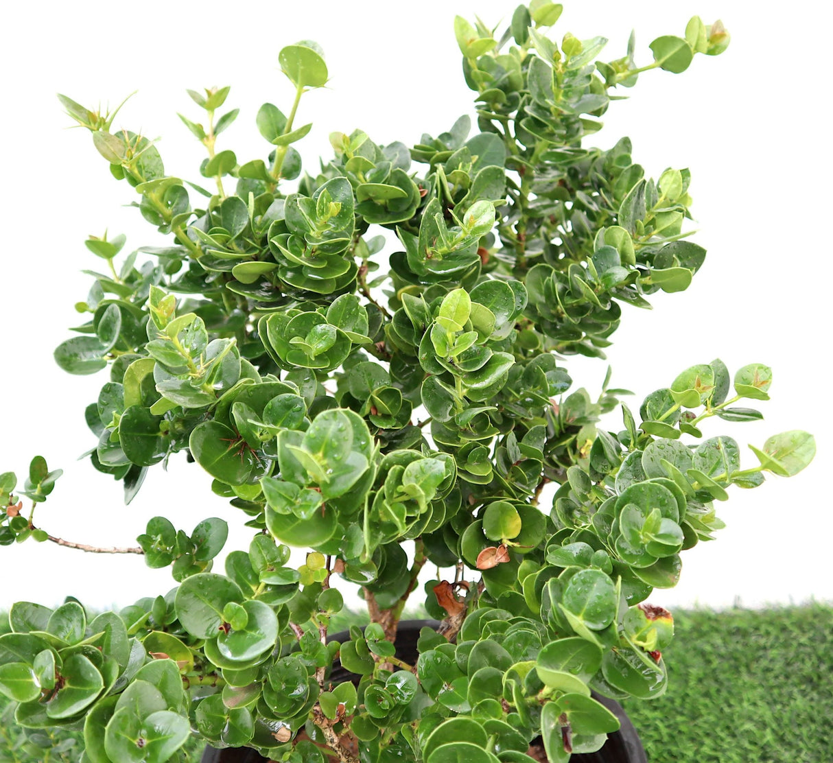 Carissa grandiflora "Prostrata Natal Plum"