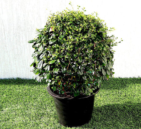 Ehretia microphylla or Fukien Tea Tree "Ball" 20-50cm Dia