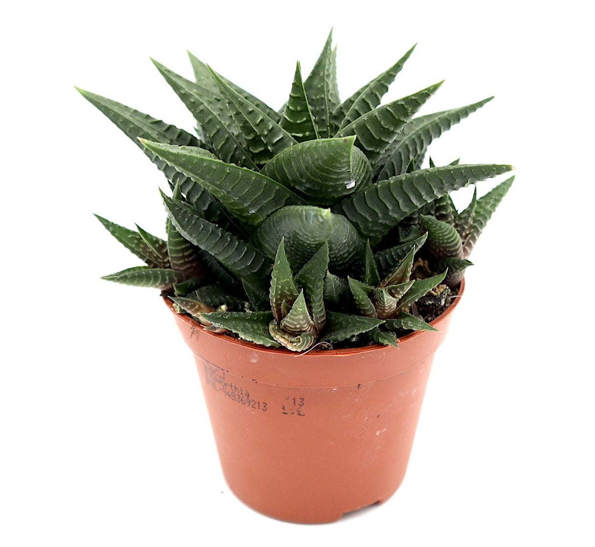 Haworthia fasciata "Big Band or Zebra Cactus" 10-15cm