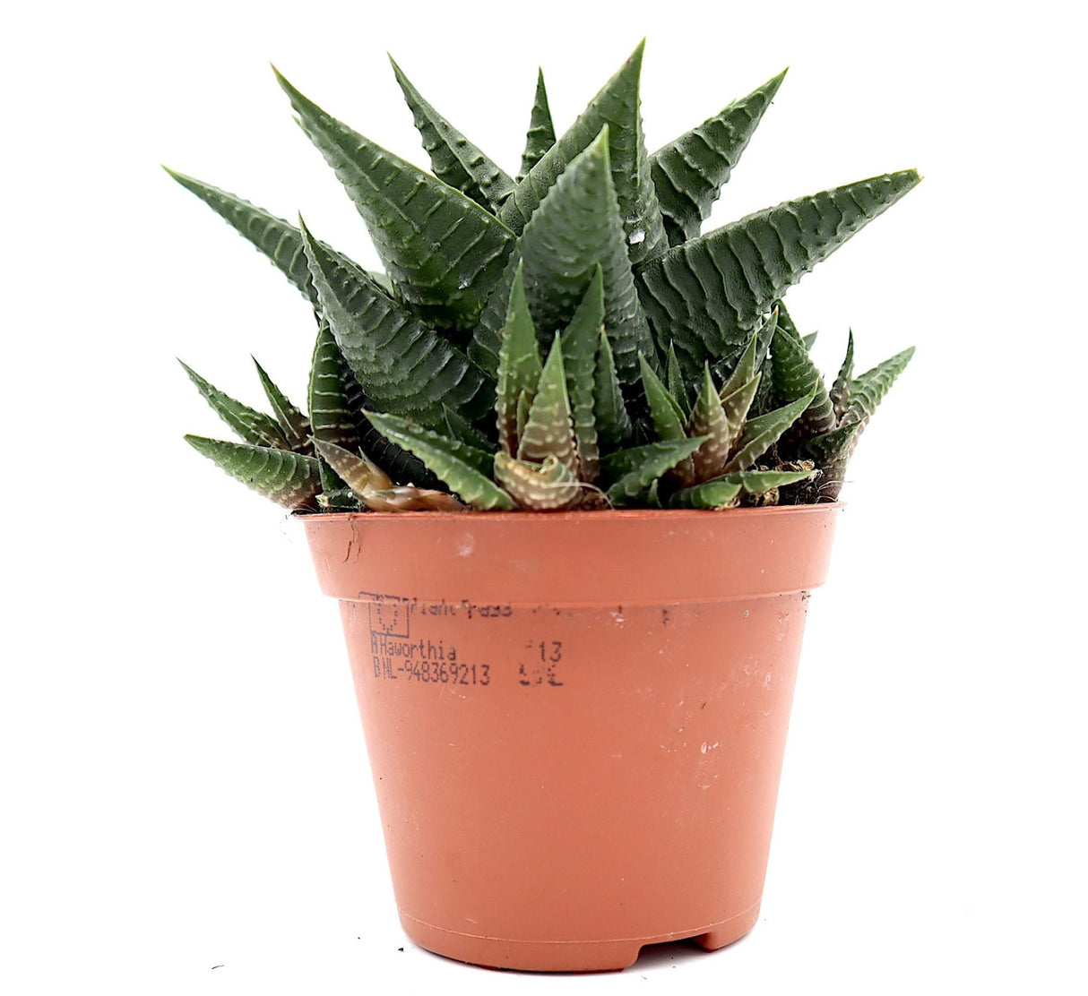 Haworthia fasciata "Big Band or Zebra Cactus" 10-15cm