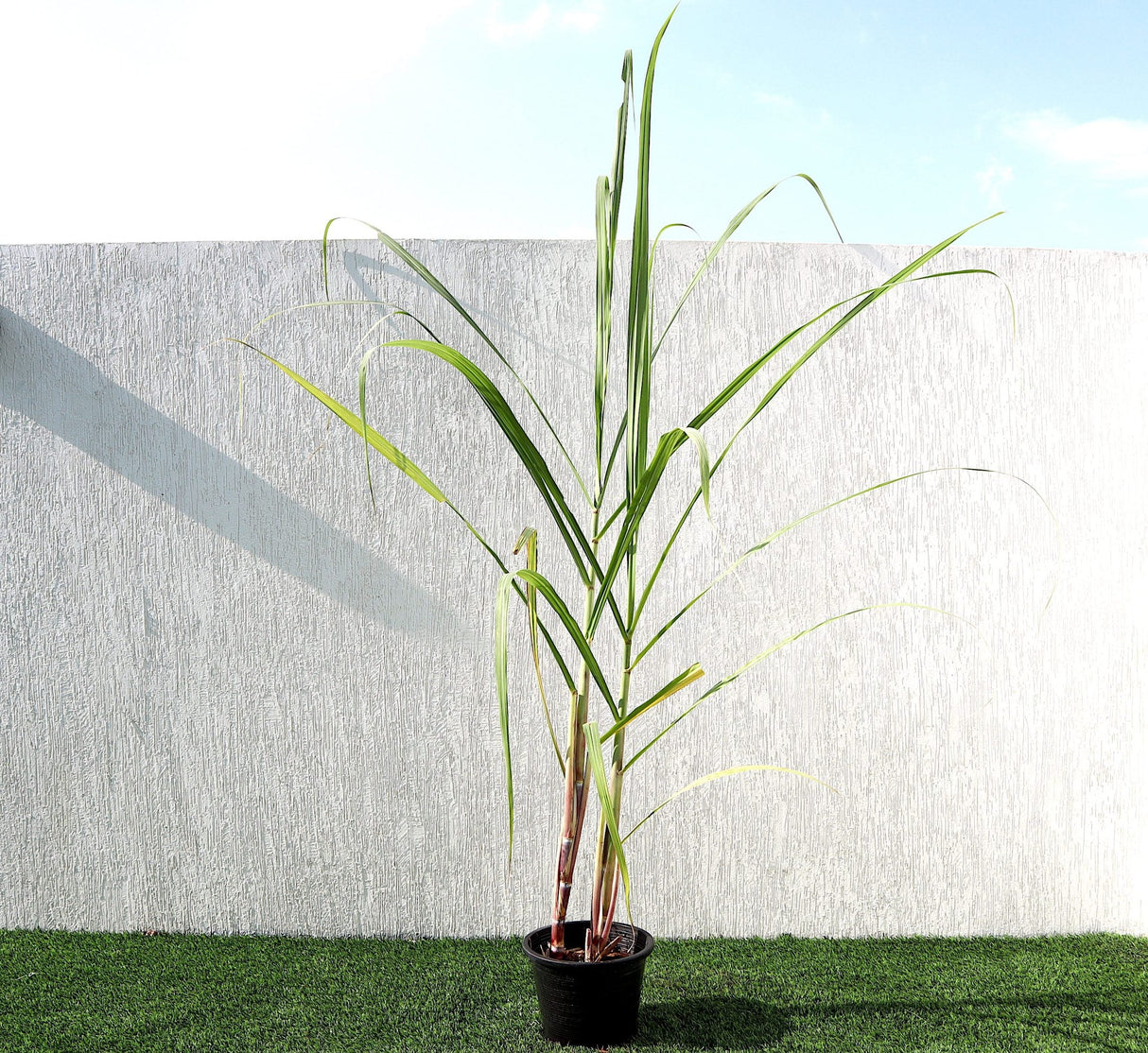 Saccharum Officinarum "Sugarcane" قصب السكر