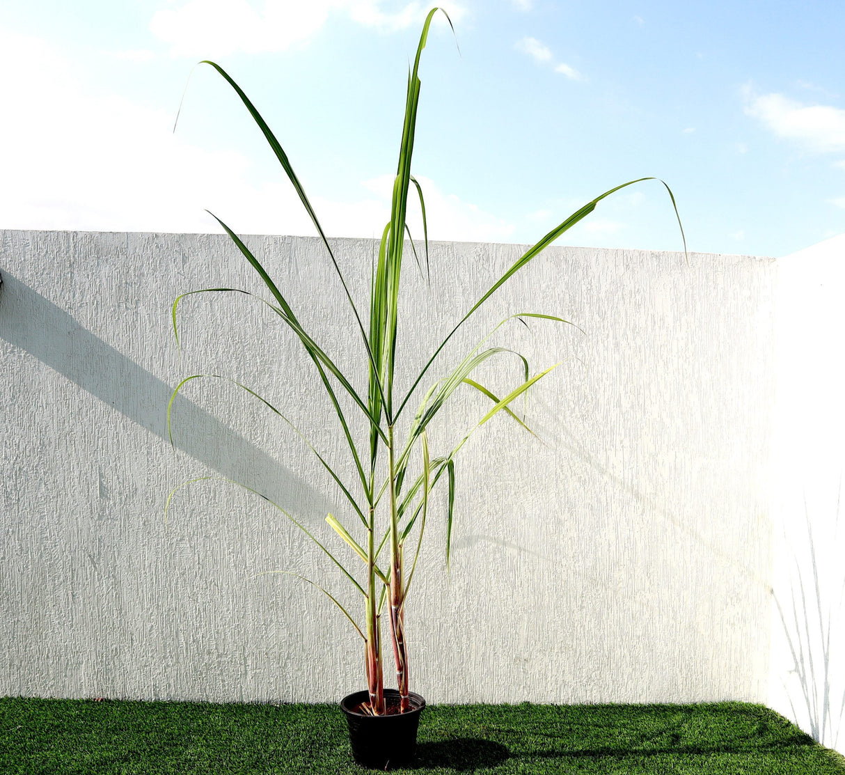 Saccharum Officinarum "Sugarcane" قصب السكر