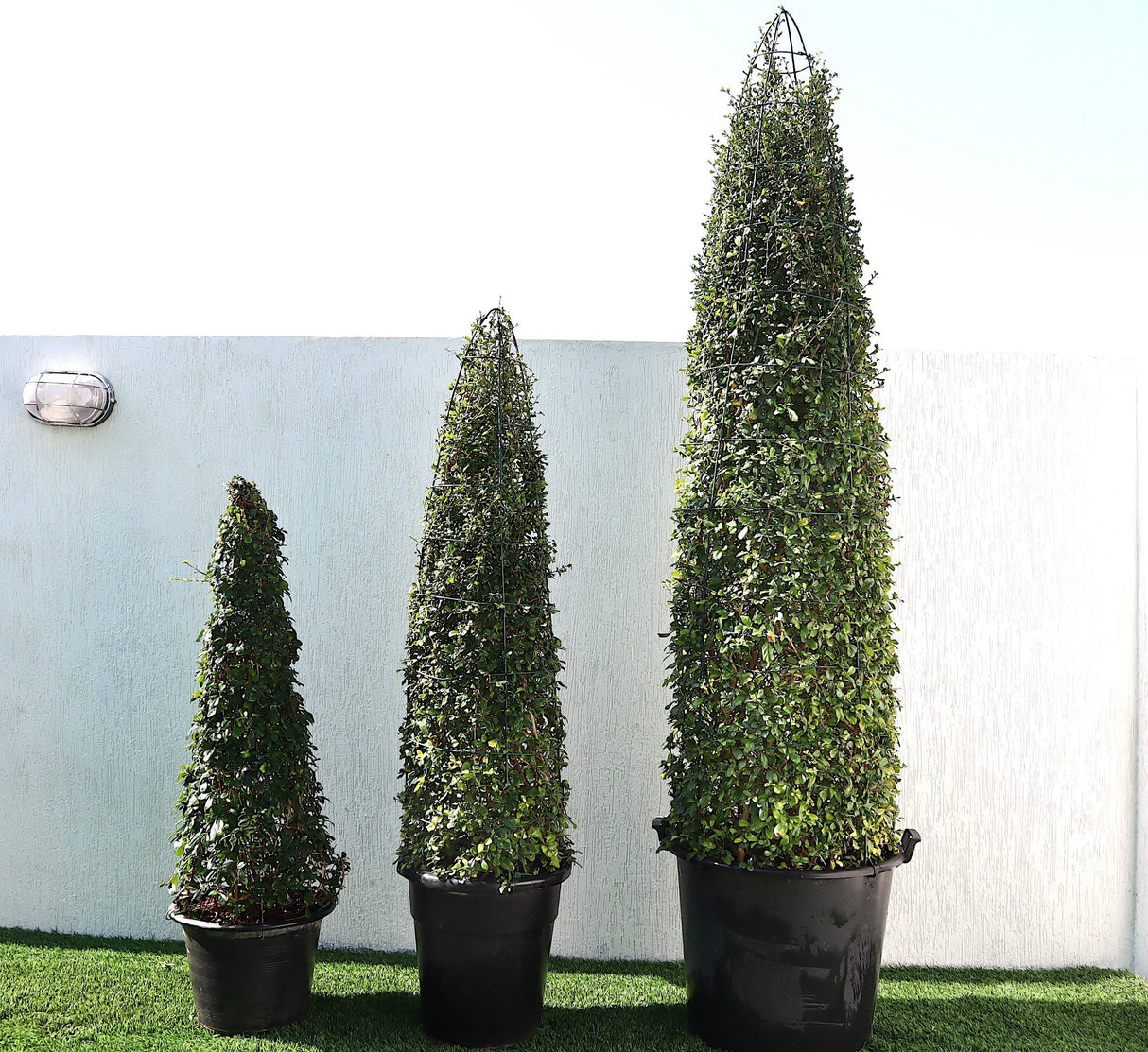 Ehretia Cone Shape "Ehretia Microphylla"