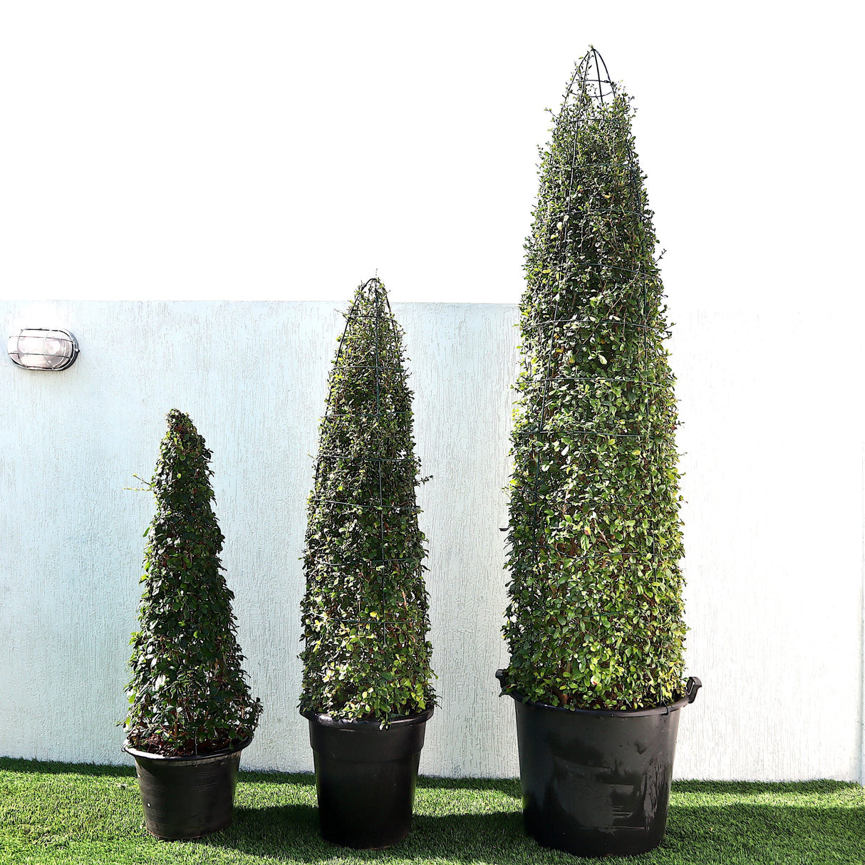 Ehretia Cone Shape "Ehretia Microphylla"