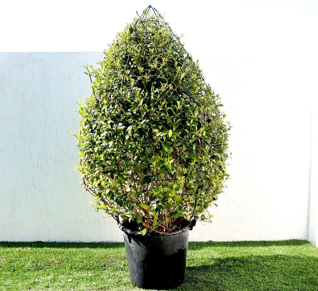 Clerodendrum Inerme Cone Shape "Wild Jasmine" 1.2-1.5m