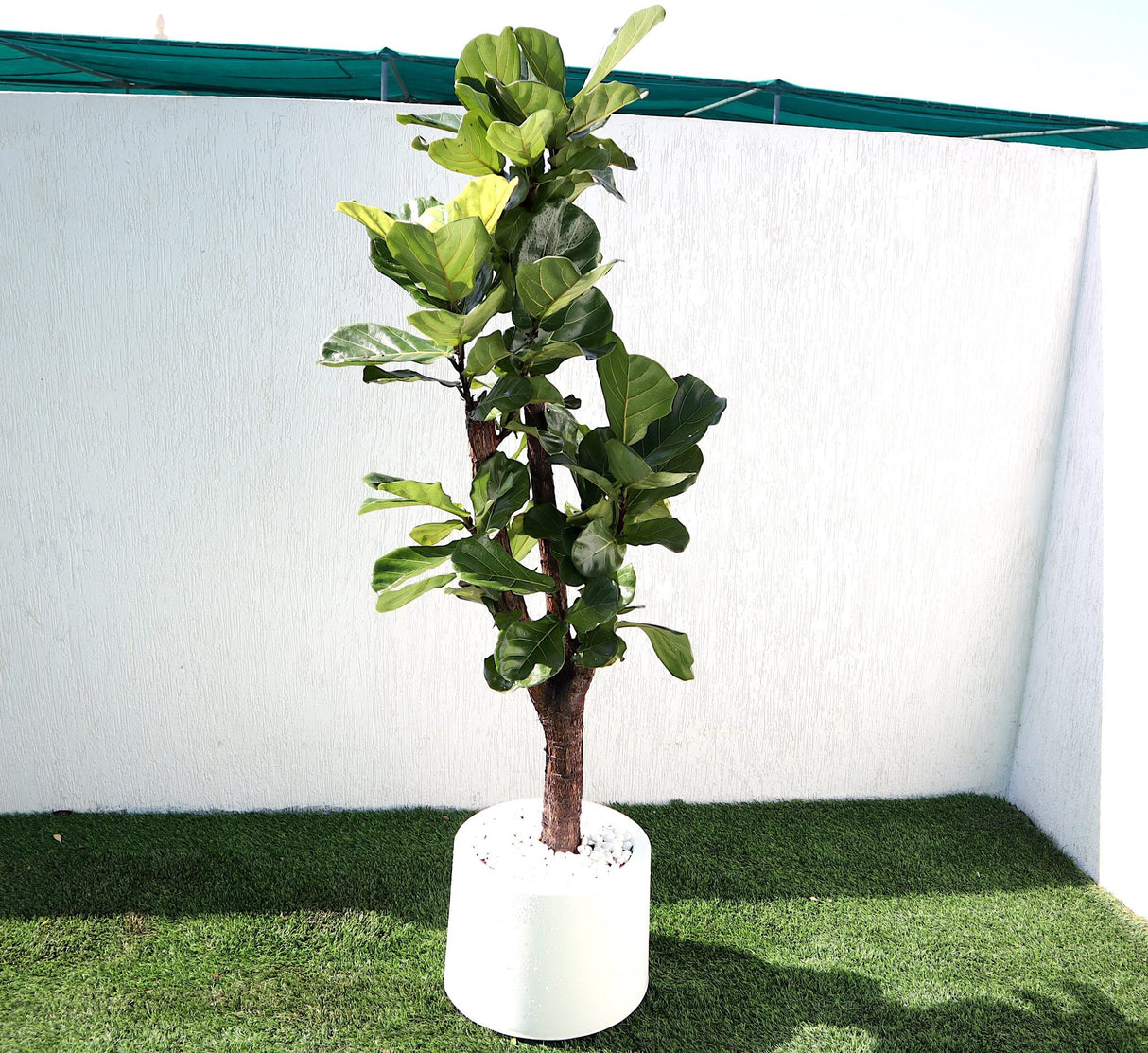 Ficus Lyrata Branched "Fiddle Leaf Fig" 1.2-1.5m