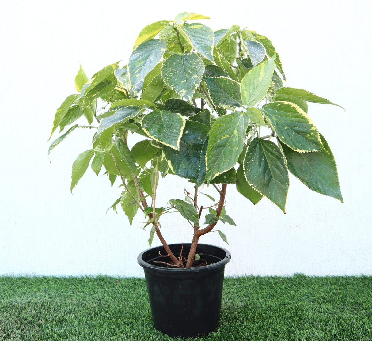 Acalypha Wilkesiana "Acalypha Tahiti" 0.3-0.5m