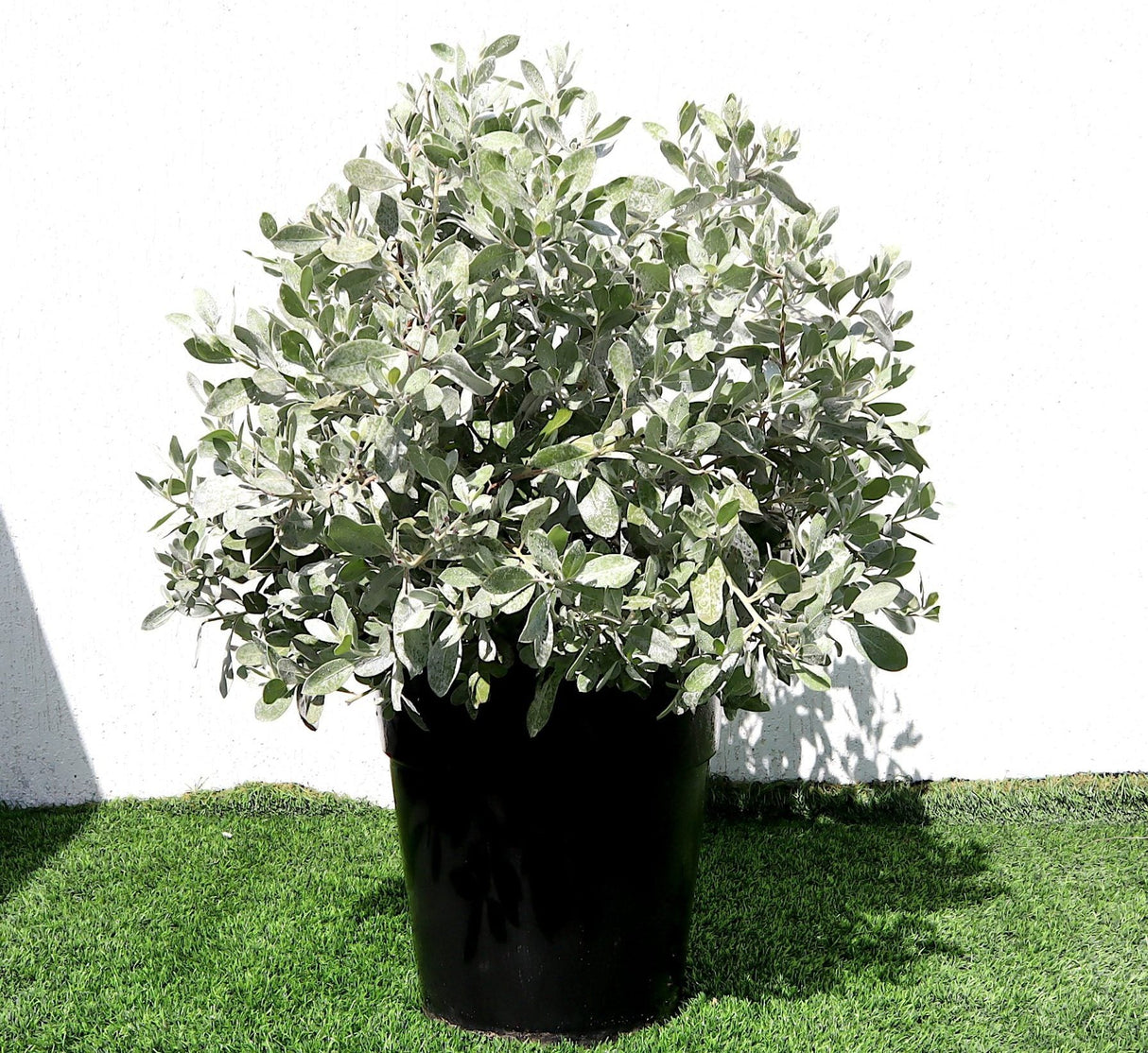 Ball Shaped Conocarpus erectus Silver "70Ltr Pot"