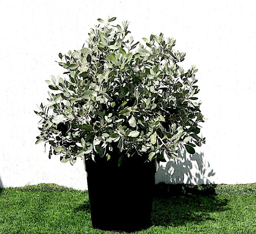 Ball Shaped Conocarpus erectus Silver "70Ltr Pot"