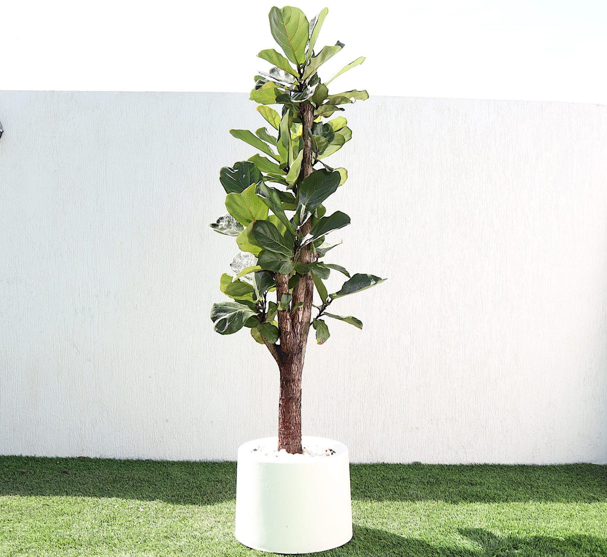 Ficus Lyrata Branched "Fiddle Leaf Fig" 1.2-1.5m