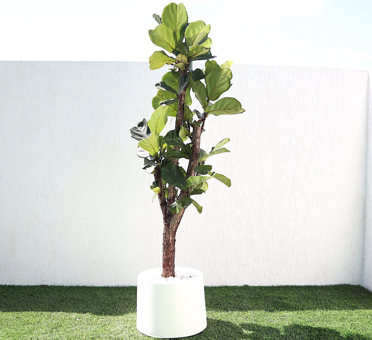 Ficus Lyrata Branched "Fiddle Leaf Fig" 1.2-1.5m