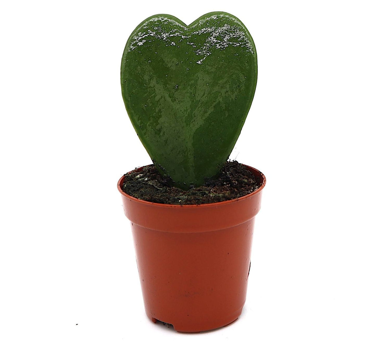 Lucky Heart "Hoya Kerrii" 5-8cm