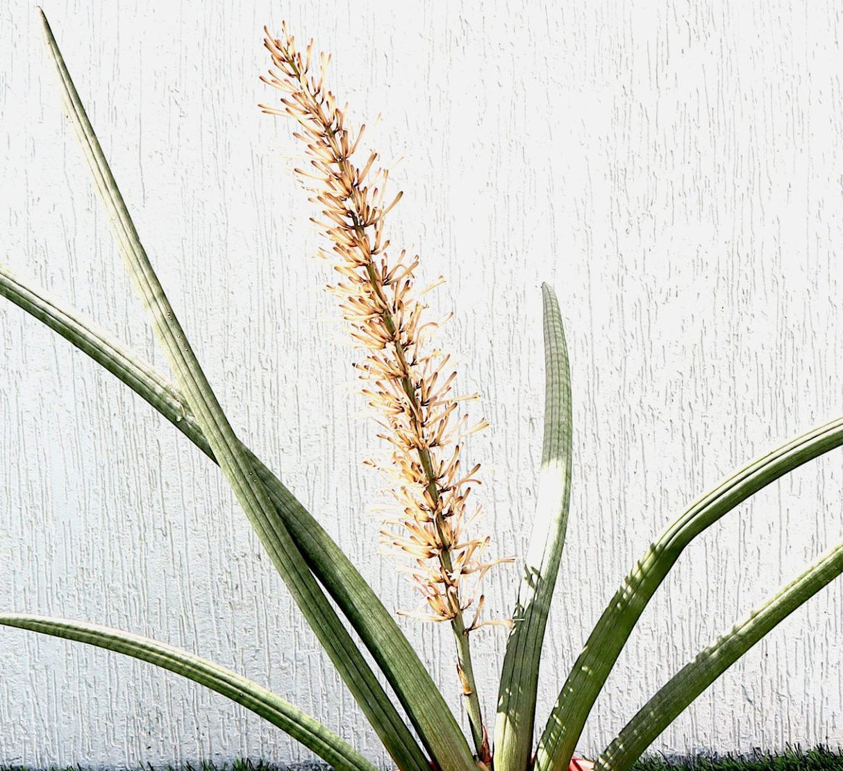 Sansevieria Desertii "Sansevieria Cylindrica Skyline" 35-45cm
