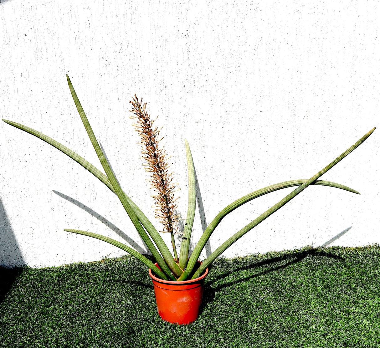 Sansevieria Desertii "Sansevieria Cylindrica Skyline" 35-45cm