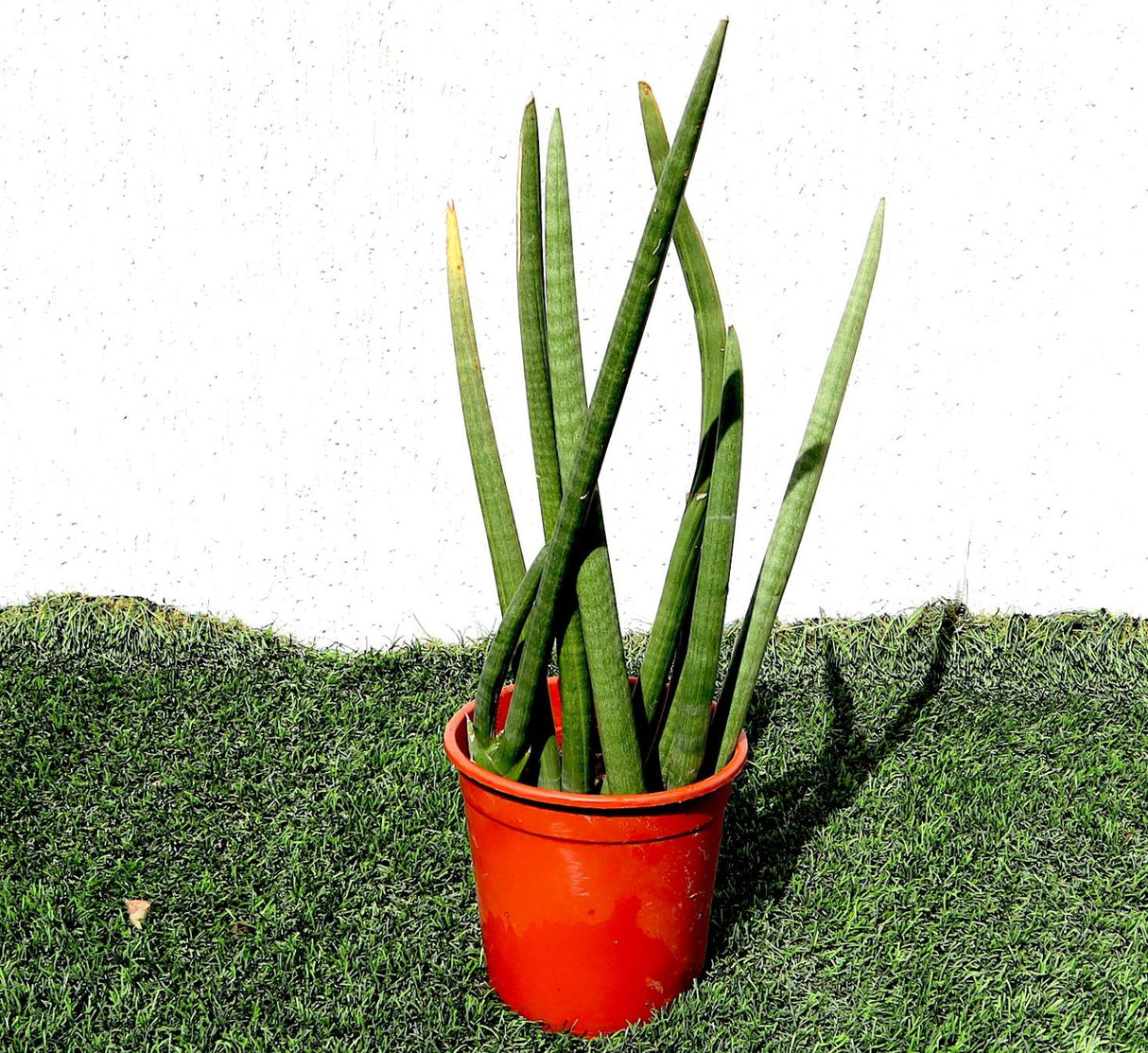 Sansevieria Desertii "Sansevieria Cylindrica Skyline" 35-45cm
