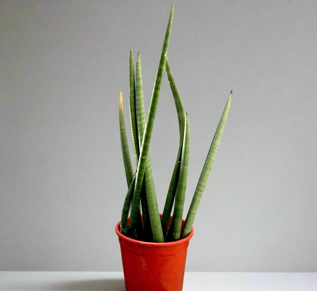 Sansevieria Desertii "Sansevieria Cylindrica Skyline" 35-45cm