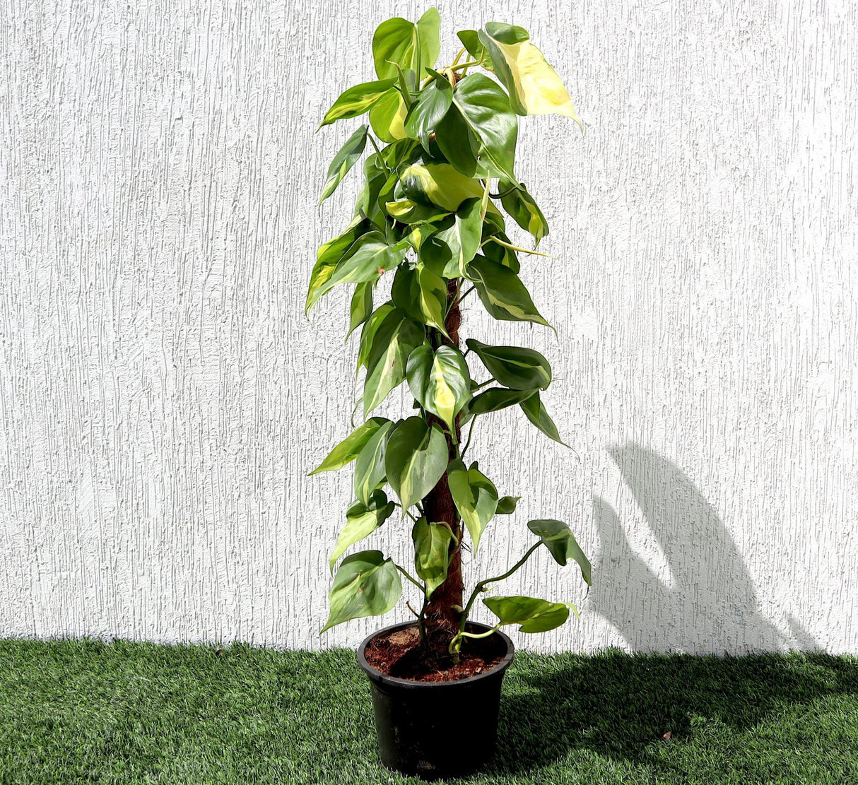 Scindapsus Brasil 80-90cm