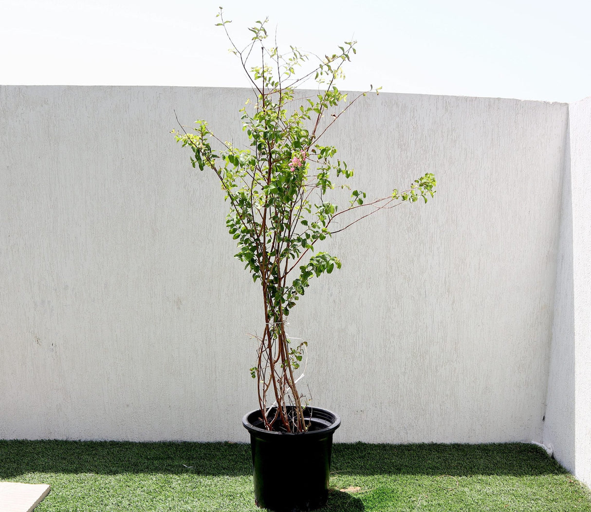Lagerstroemia indica "Crape Myrtle" 1.5-1.8m
