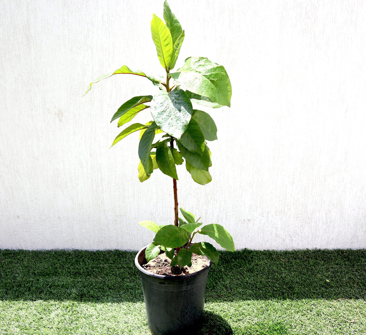 Terminalia catappa "Indian Almond Tree" شجرة اللوز الهندية