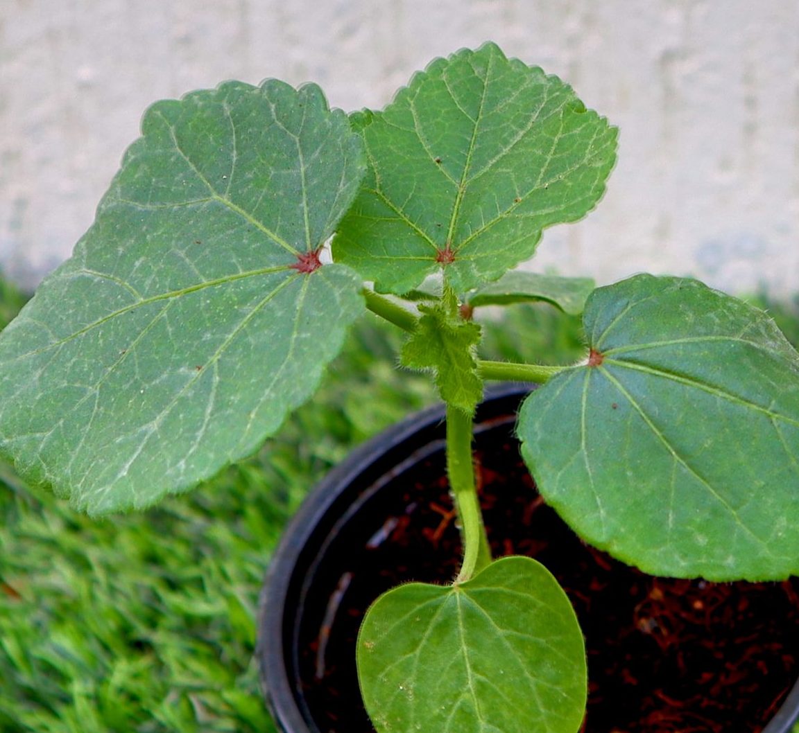 Okra Plant | Lady Finger | Vegetable Plant 10-15cm