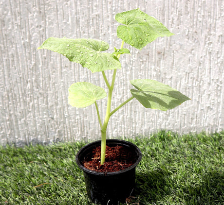 Bottle Gourd Plant | Lagenaria siceraria | Opo squash | Lauki Vegetable Plant 10-15 cm