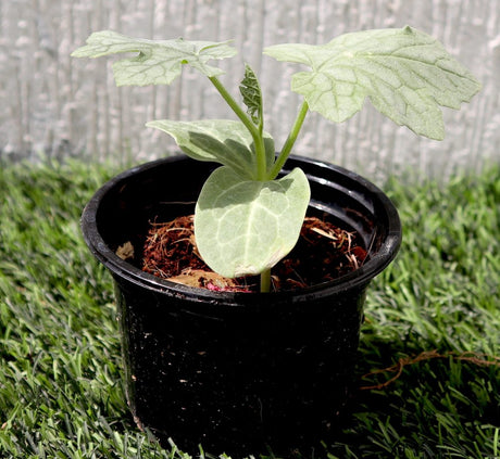 Bitter Gourd Plant | Bitter melon | Momordica charantia | Vegetable Plant 10-15 cm