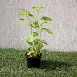 Ocimum tenuiflorum/Tulsi plant/Holy Basil