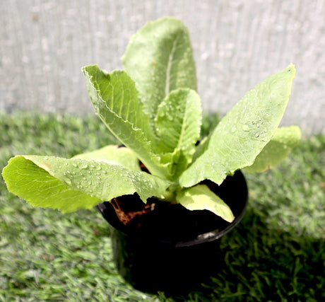 Lettuce "Lactuca" Plant in V9 pot