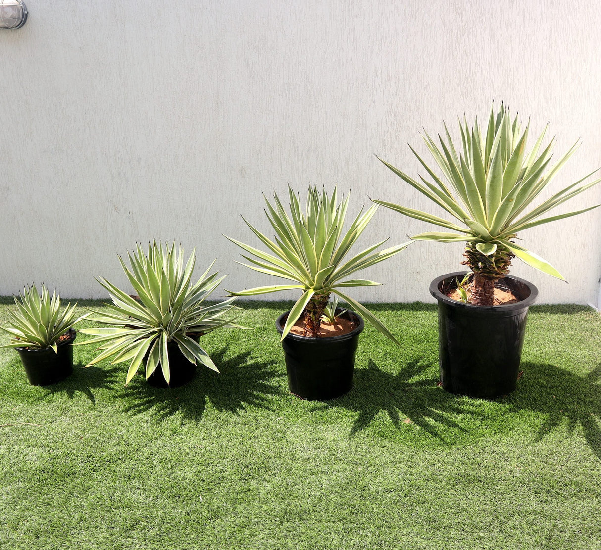 Agave Anguvstifolia | Caribbean Agave 30 - 60cm spread