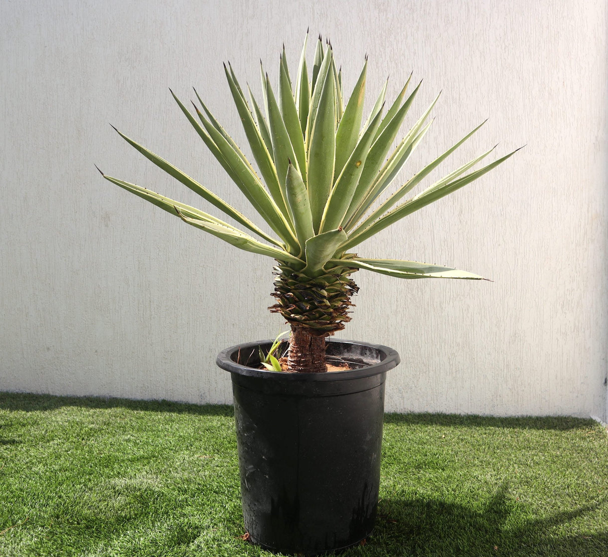 Agave Anguvstifolia | Caribbean Agave 30 - 60cm spread
