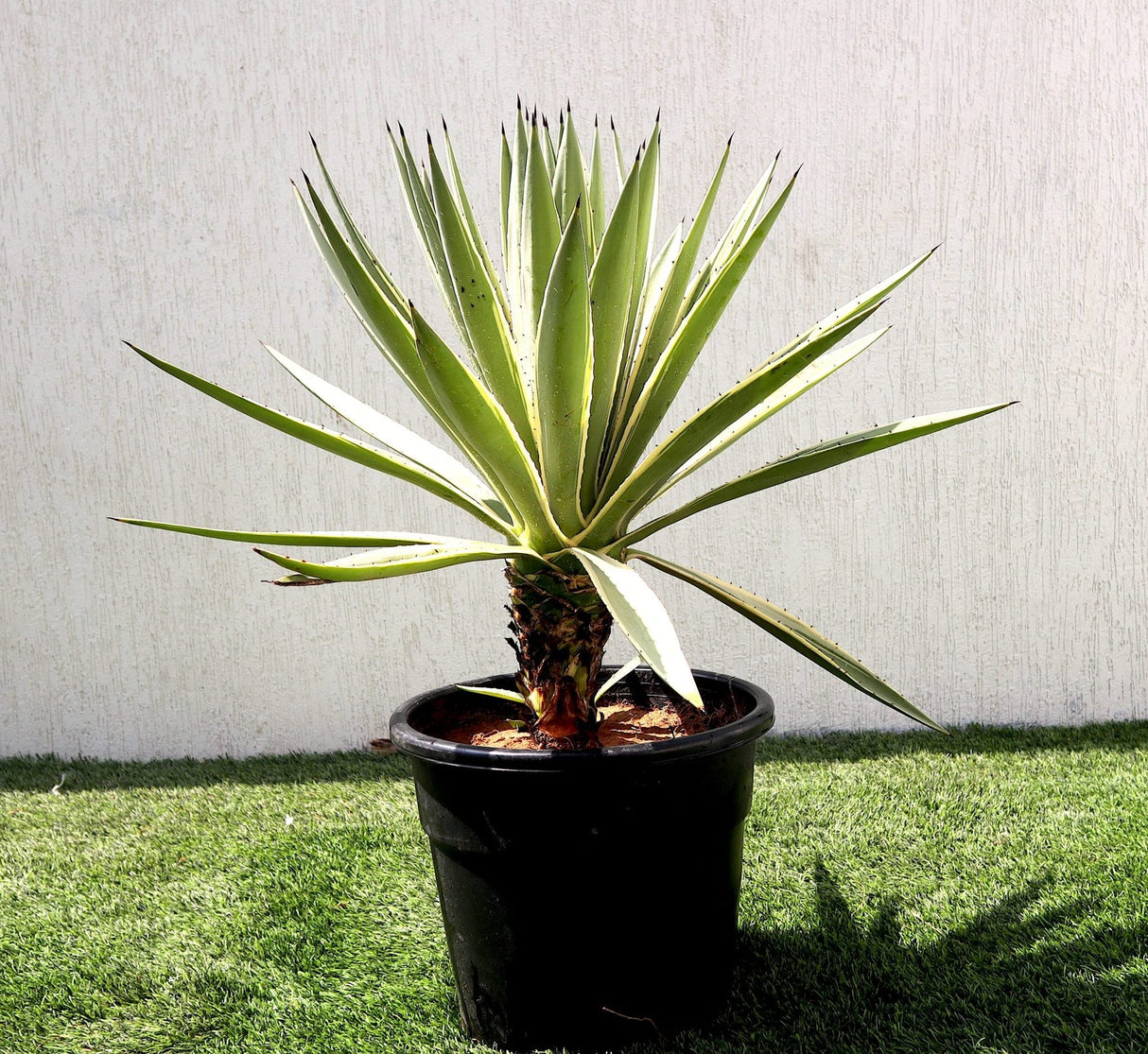 Agave Anguvstifolia | Caribbean Agave 30 - 60cm spread