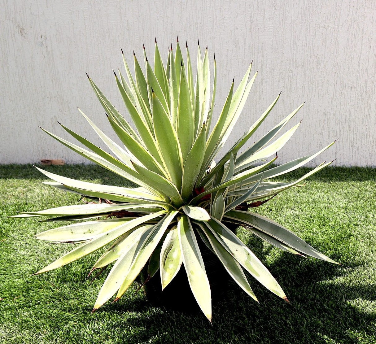 Agave Anguvstifolia | Caribbean Agave 30 - 60cm spread