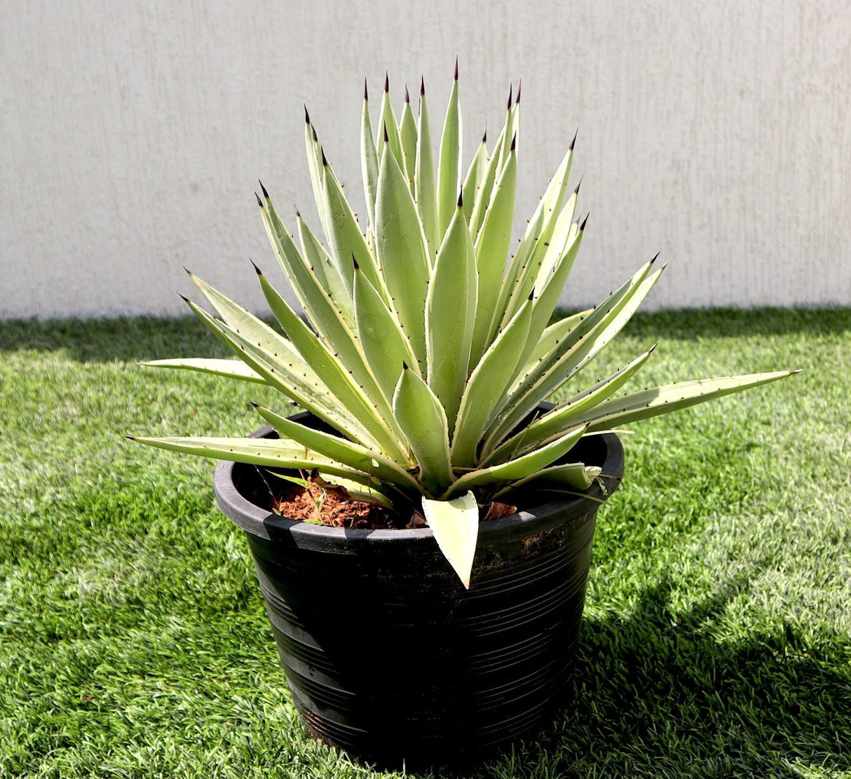 Agave Anguvstifolia | Caribbean Agave 30 - 60cm spread