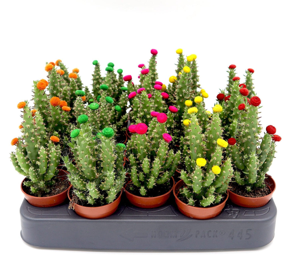 Cactus Opuntia Subulata Indoor | Austrocylindropuntia subulata 5-8cm