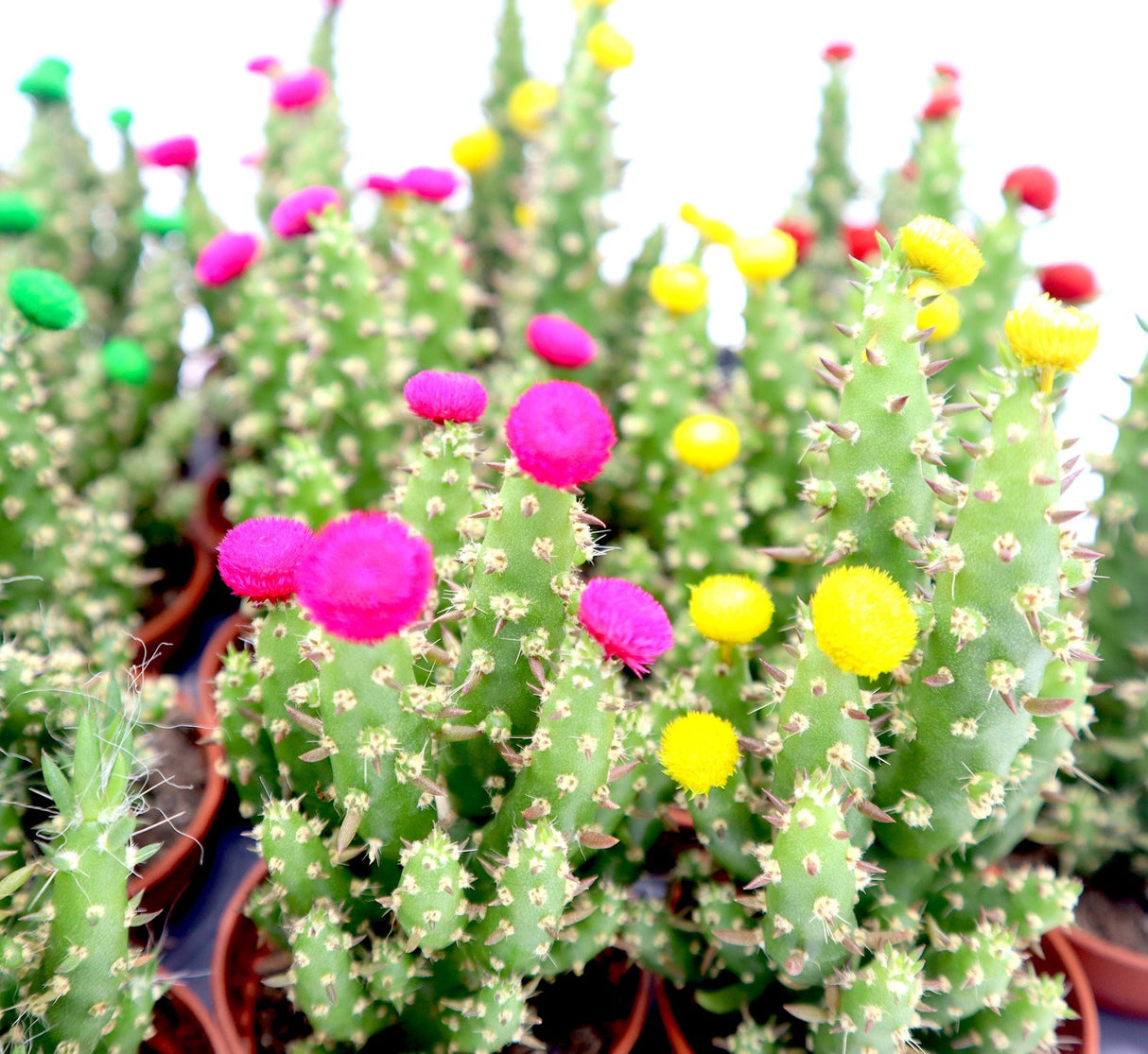 Cactus Opuntia Subulata Indoor | Austrocylindropuntia subulata 5-8cm