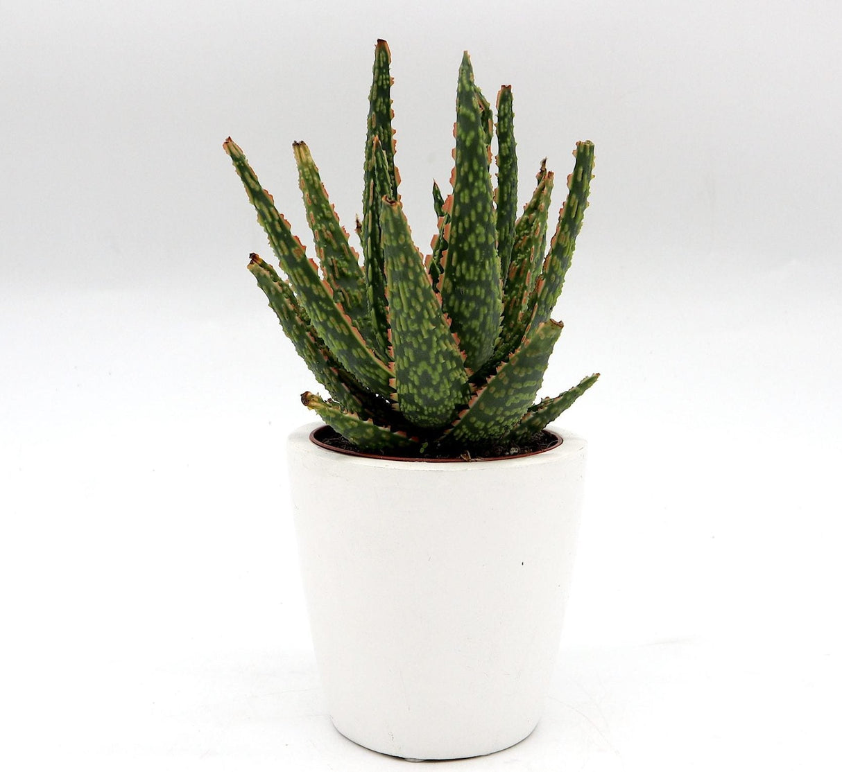Aloe Christmas Carol Indoor succulent 15-20cm