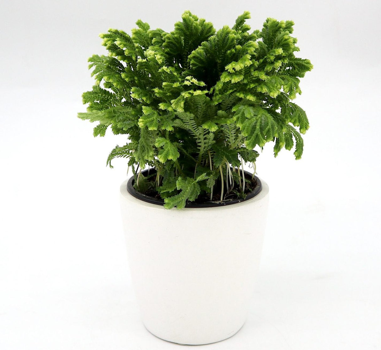 Selaginella kraussiana "Golden Tips" Indoor 20-25cm